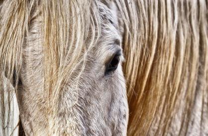 horse close up